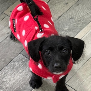 Dubbellaagse fleece hondenjas: polkadot, waterafstotend