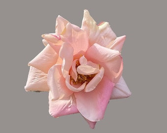 David Austin Rose, apricot/rosa