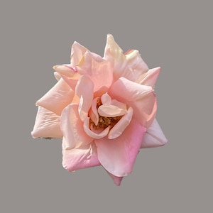 David Austin Rose, apricot/pink