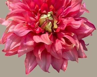 Dahlia - islander , in silk coral pink