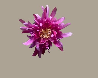 Fuschia Spider Dahlia - smaller size