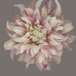Flower Hair Accessory/ Corsage- Cafe au Lait Dahlia