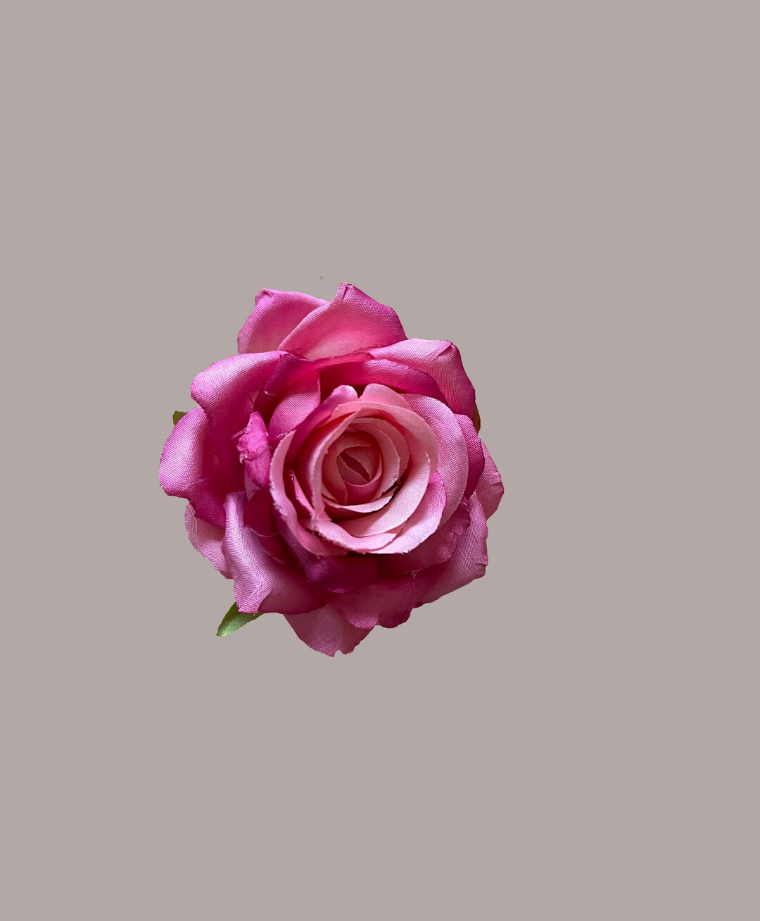 Bright Pink, Small Garden Rose - Etsy