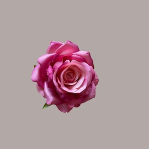 Petite rose de jardin rose vif