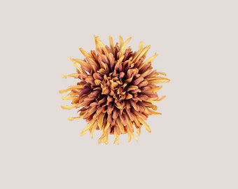 Orange Chrysanthemum