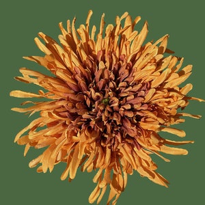 Orange Chrysanthemum