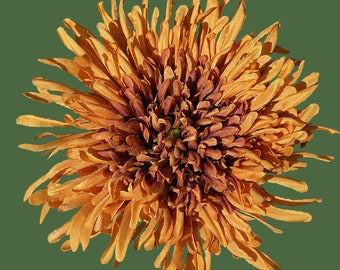 Orange Chrysanthemum