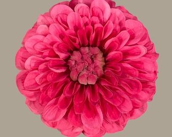 Coral Dahlia (large)