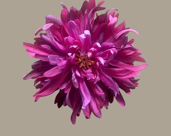 Fuschia Spider Dahlia
