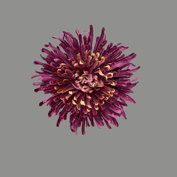 Aubergine/burgundy Chrysanthemum - smaller size