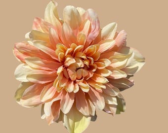 Cafe au lait/salmon pink Dahlia.