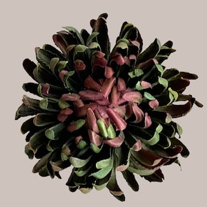Green Chrysanthemum hair clip/brooch