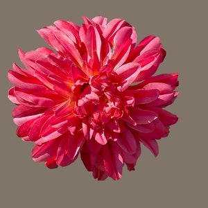 Coral, bright pink Dahlia hair clip/corsage