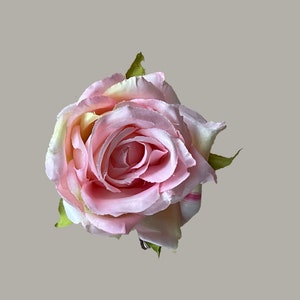 Baby Pink Rose, small garden rose