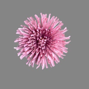 Pink Chrysanthemum ( large)