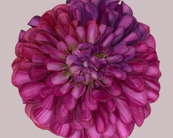 Large fuschia and purple dahlia