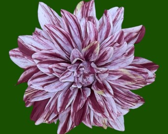 Large Dahlia in purple and ivory with hints of green
