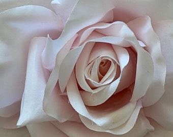 Pale pink rose: Swan Lake Rose