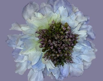 Scabiosa.