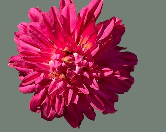 Fuchsia - deep pink hair clip/corsage