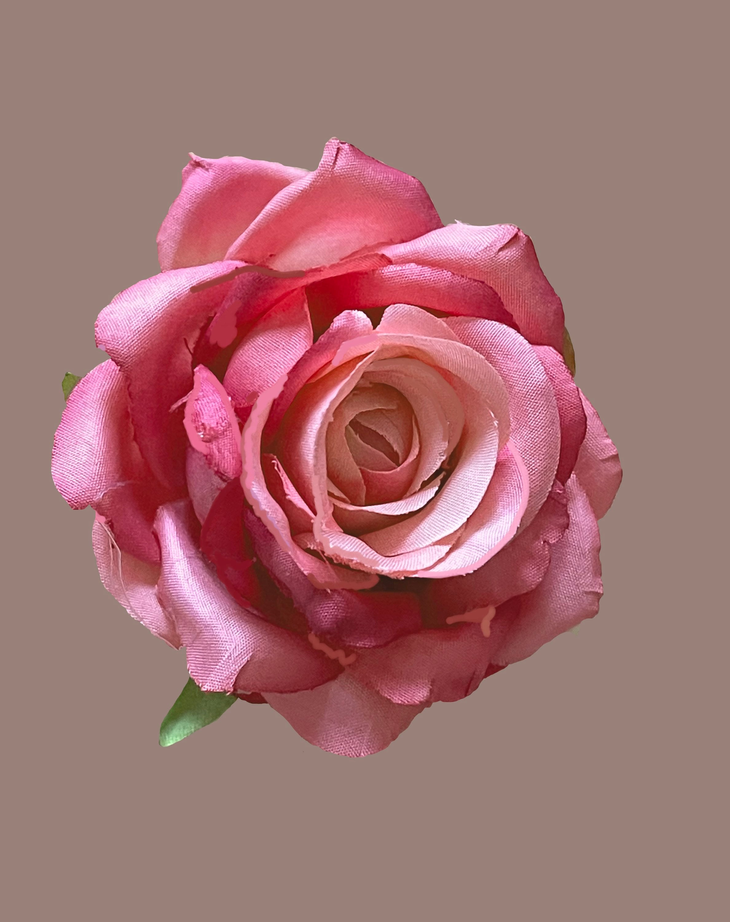 ROSE☆ROSE Bright Pink, Small Garden Rose - Etsy