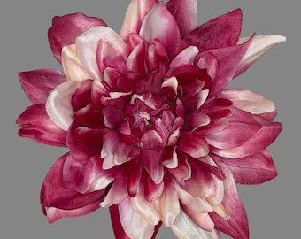 Large deep fuschia and pale pink Dahlia