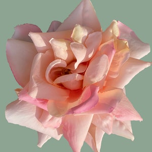 Large David Austin Rose, apricot/pink