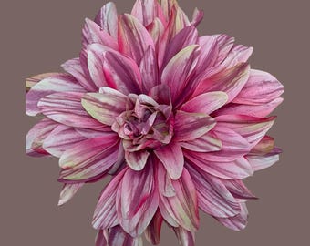 Large Dahlia in pale pink, pale green and ivory