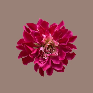 Dahlia, hair accessory/ corsage