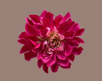 Dahlia, hair accessory/ corsage