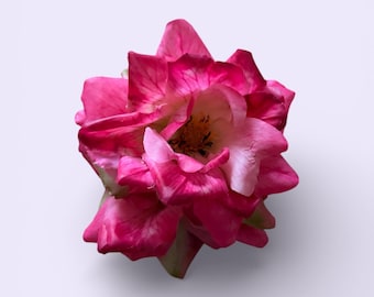 Large pink/white open rose