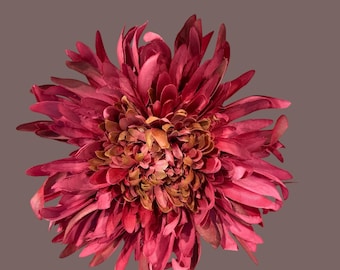 Chrysanthemum Kokka