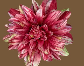 Large Dahlia, deep pink (fuschia)