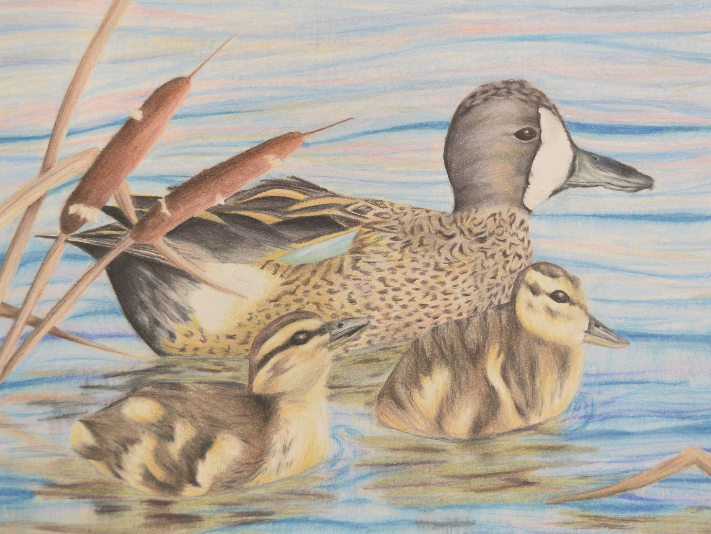 Original Colored Pencil Drawing Blue Winged Teal Duck with | Etsy