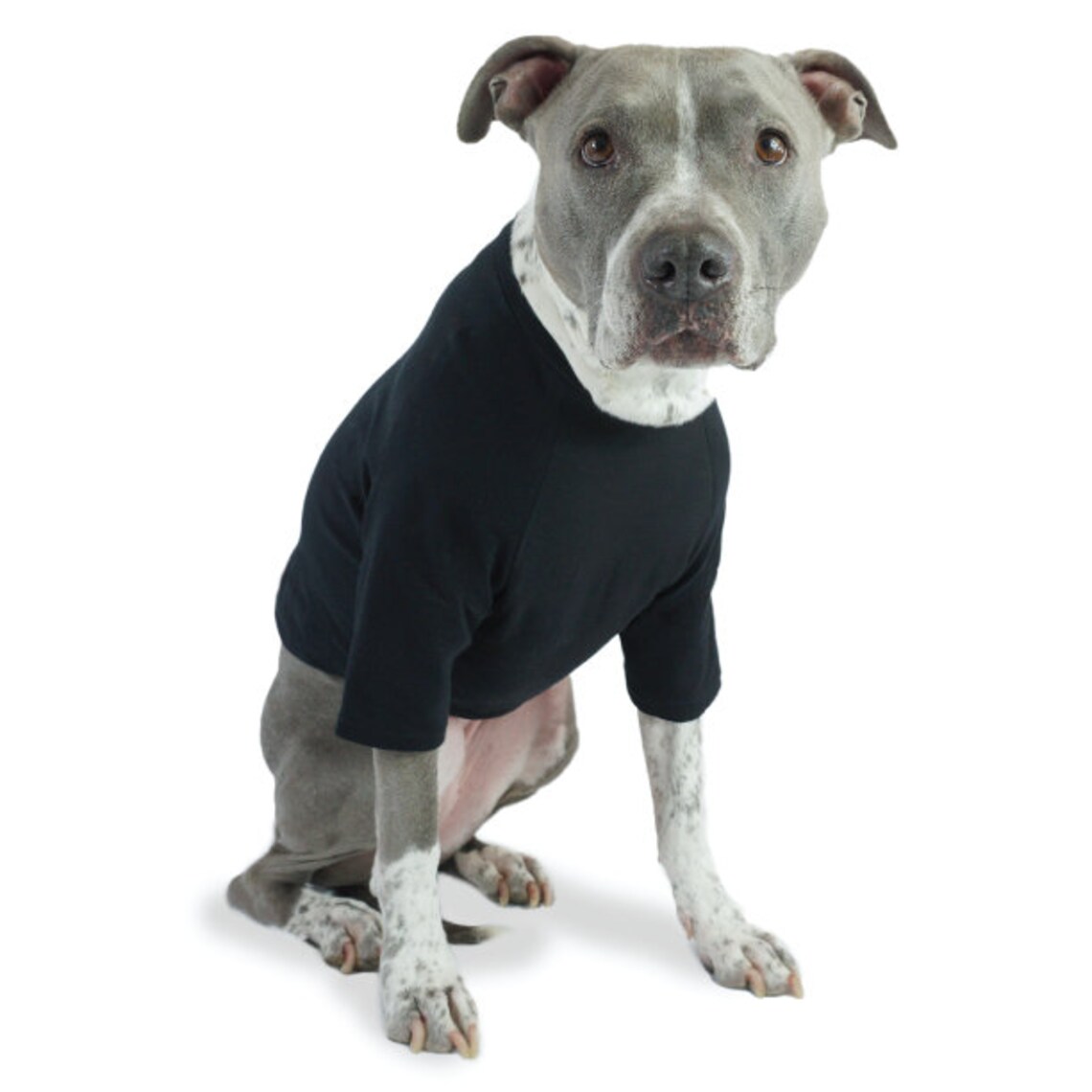 DOXIE DOG JACQUARD KNIT RAGLAN PULLOVER main image 0