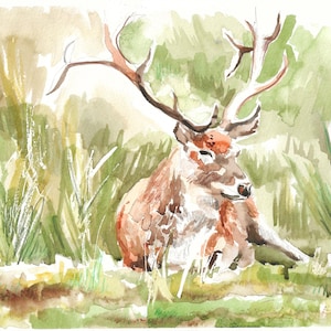 Dipinto originale di cervo ad acquerello - arte animale, cervo rosso, cervi, fauna selvatica del Regno Unito, arte A4