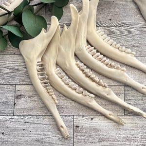 Könnte beinhalten: Eine Anordnung von cremefarbenen Tierkiefern mit Zähnen auf einer hellen Holzmaserungsoberfläche. Grüne Eukalyptusblätter sind in der oberen linken Ecke zu sehen. Die Kieferknochen sind ein natürliches, organisches Element.