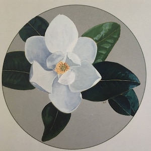 note cards: southern magnolia image 1