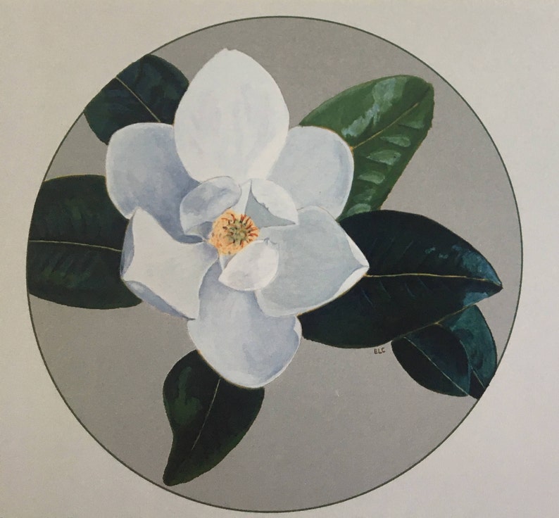 note cards: southern magnolia image 1