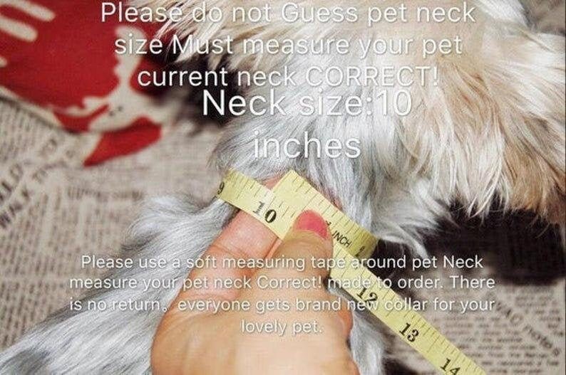K&ouml;nnte beinhalten: Nahaufnahme eines wei&szlig;en Hundes, dessen Hals mit einem gelben Ma&szlig;band gemessen wird. Das Ma&szlig;band zeigt 10 Zoll an. Der Text lautet: "Bitte raten Sie nicht die Halsgr&ouml;&szlig;e des Haustieres. Messen Sie den Hals Ihres Haustieres korrekt! Halsgr&ouml;&szlig;e: 10 Zoll Bitte verwenden Sie ein weiches Ma&szlig;band um den Hals des Haustieres. Messen Sie den Hals Ihres Haustieres korrekt! Ma&szlig;gefertigt. Keine R&uuml;ckgabe m&ouml;glich, jeder erh&auml;lt ein brandneues Halsband f&uuml;r sein Haustier."