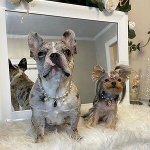 K&ouml;nnte beinhalten: Zwei Hunde tragen Perlenketten mit einem blauen Edelstein-Anh&auml;nger. Der Hund links ist ein Franz&ouml;sischer Bulldogge mit Scheckung. Der Hund rechts ist ein Yorkshire Terrier. Beide Hunde schauen in die Kamera.