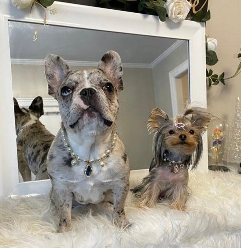 K&ouml;nnte beinhalten: Zwei Hunde tragen Perlenketten mit einem blauen Edelstein-Anh&auml;nger. Der Hund links ist ein Franz&ouml;sischer Bulldogge mit Scheckung. Der Hund rechts ist ein Yorkshire Terrier. Beide Hunde schauen in die Kamera.