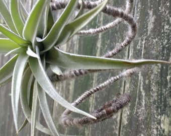 May include: A green air plant with long, thin leaves is attached to a brown and white rope. The plant is growing on a weathered wooden fence.