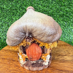 May include: A miniature fairy house with a thatched roof and an orange door. The house is made of wood and decorated with moss, pinecones, and dried flowers. The roof is a light brown color, and the door is a vibrant orange.
