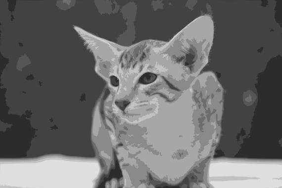 Download Oriental Shorthair Cat Layered Papercut Portrait Etsy
