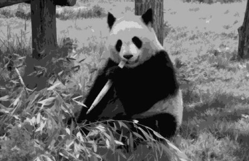 Download Layered Papercut Template Papercut Portrait Giant Panda Wildlife Commercial Ise Animal Personal Use Papercraft Paper Party Kids Deshpandefoundationindia Org