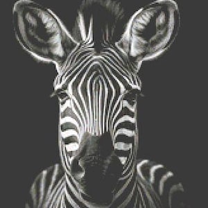 May include: A black and white zebra with a close-up of its face. The zebra is looking directly at the camera.