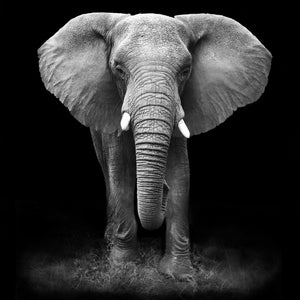 Puede incluir: Una fotografía en blanco y negro de un elefante de pie frente a un fondo negro. El elefante tiene orejas grandes y una trompa larga.