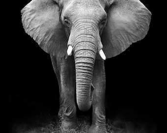 Digital chart only for ELEPHANT