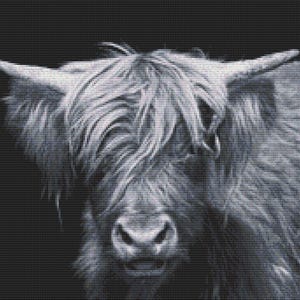 Puede incluir: Imagen en blanco y negro de una vaca de las Tierras Altas. La vaca tiene pelo largo y desgreñado que le cubre la cara y cuernos grandes. La imagen es un primer plano de la cara de la vaca, con un fondo oscuro.